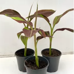 Bananmedis - Musa siam Ruby