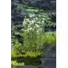 Achillia ptarmica P9C0.5