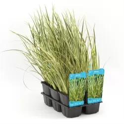 Acorus calamus Gramineus P9C0.5