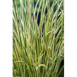 Acorus calamus Gramineus P9C0.5