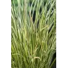 Acorus calamus Gramineus P9C0.5