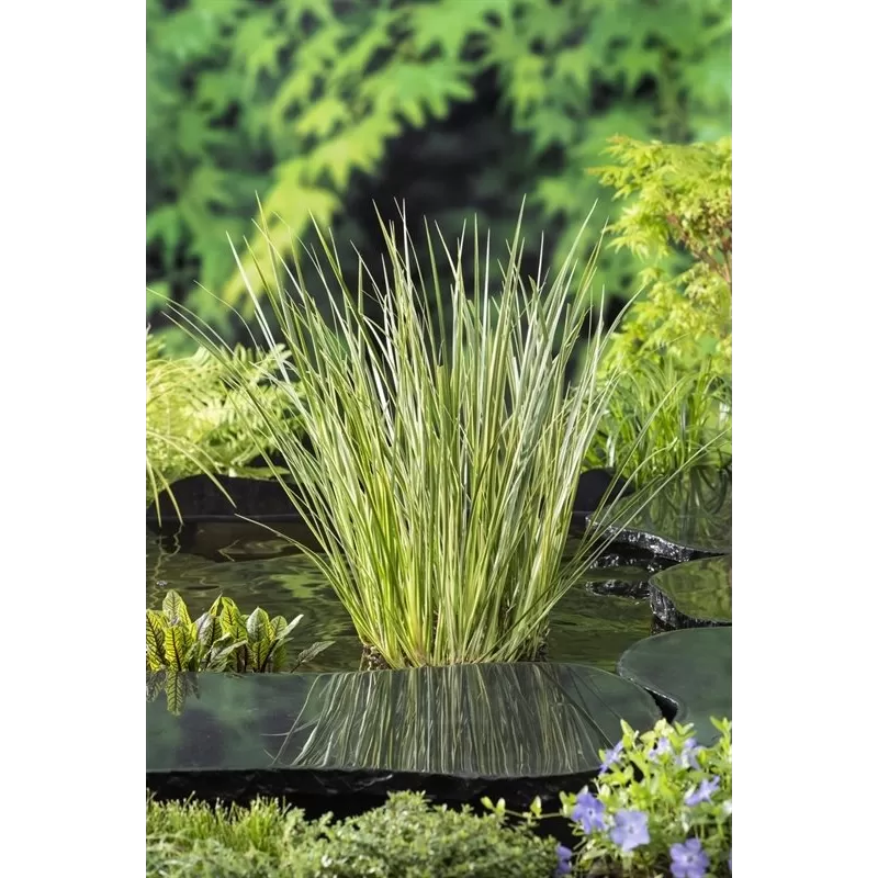 Acorus calamus Gramineus P9C0.5