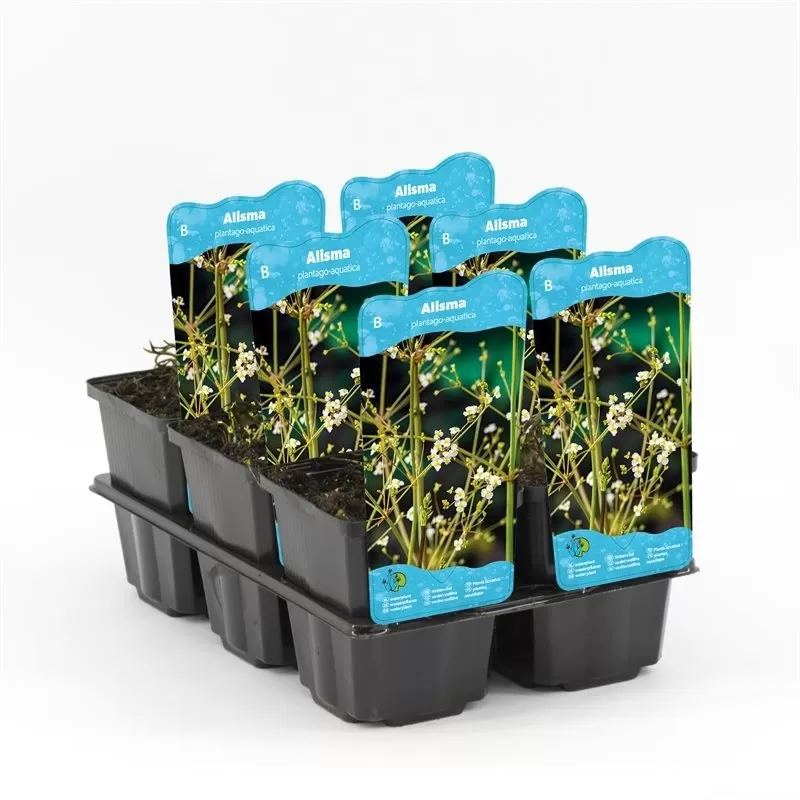 Alisma plantago-aquatica P9C0.5