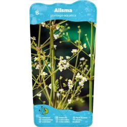 Alisma plantago-aquatica P9C0.5
