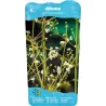 Alisma plantago-aquatica P9C0.5