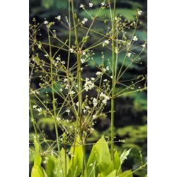 Alisma plantago-aquatica P9C0.5