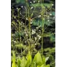 Alisma plantago-aquatica P9C0.5