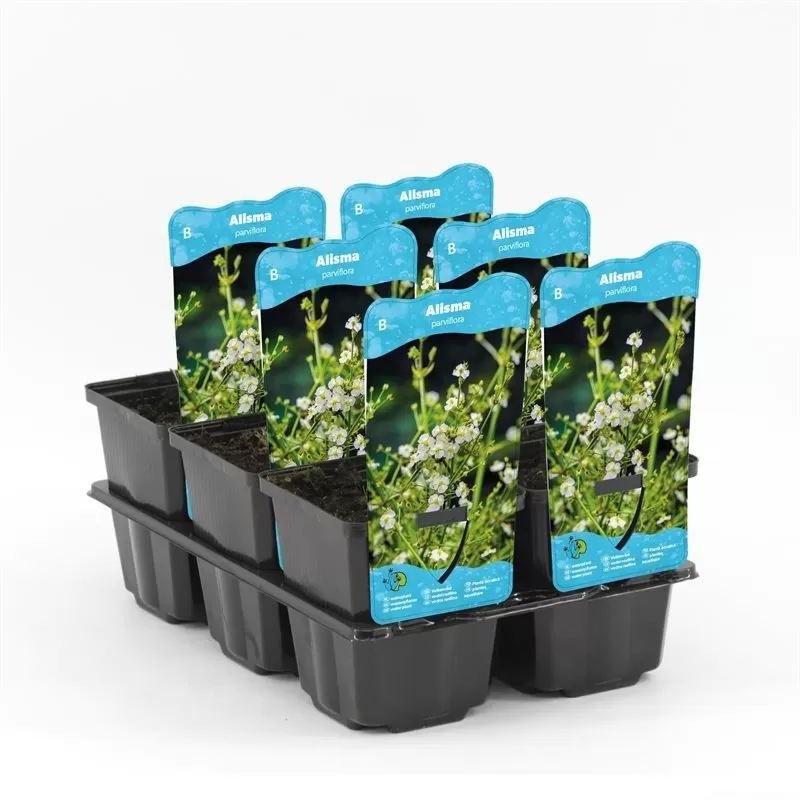 Alisma parviflora P9C0.5