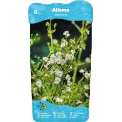 Alisma parviflora P9C0.5