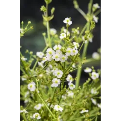 Alisma parviflora P9C0.5