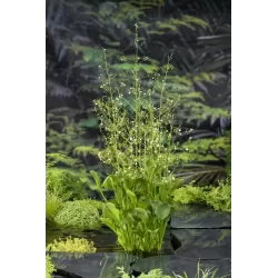 Alisma parviflora P9C0.5