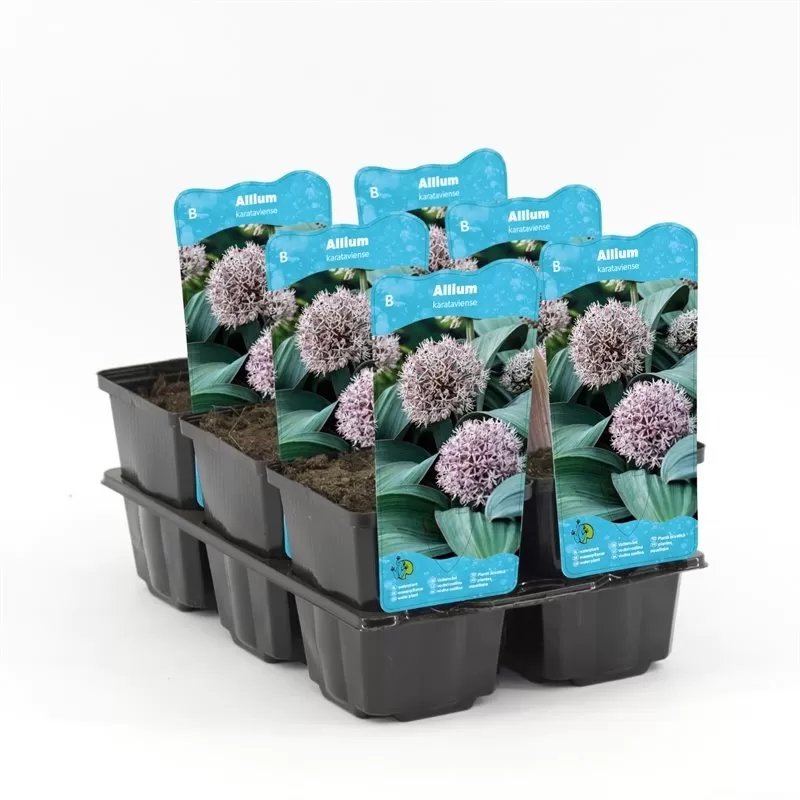 Alium karataviese P9C0.5