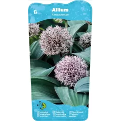 Alium karataviese P9C0.5