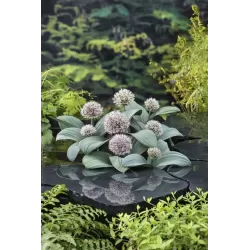 Alium karataviese P9C0.5