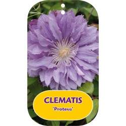 Plačiažiedė raganė - Clematis patens PROTEUS