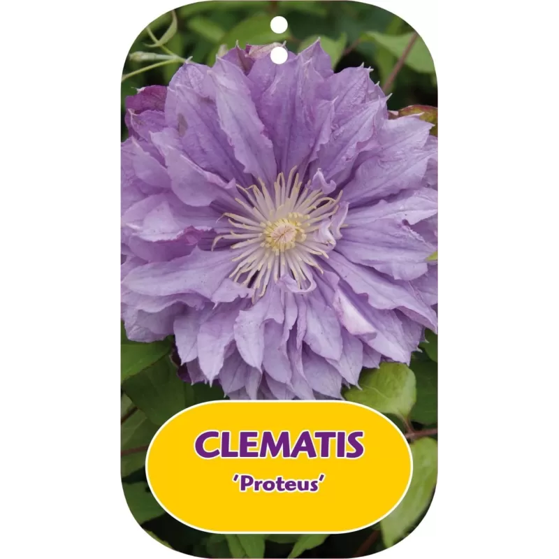 Clematis patens PROTEUS