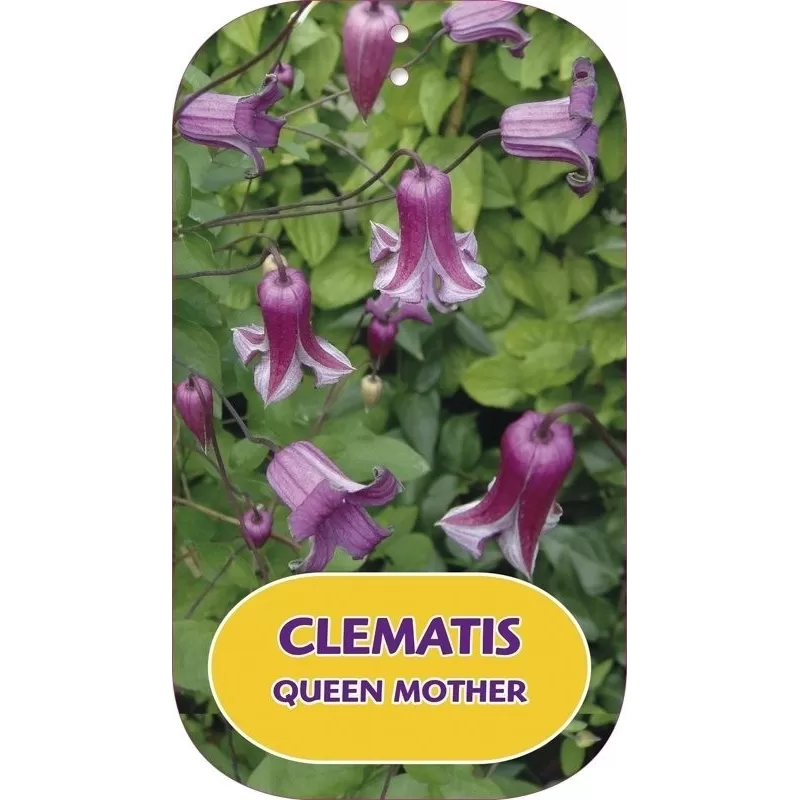 Clematis viticella QUEEN MOTHER