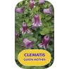 Clematis viticella QUEEN MOTHER