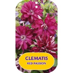 Plačiažiedė raganė - Clematis patens RED PASSION
