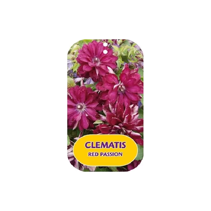 Raganių Multi Blue sodinukai su pristatymu į namus