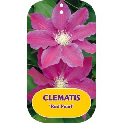 Clematis patens RED PEARL