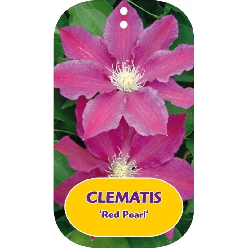 Clematis patens RED PEARL