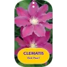 Clematis patens RED PEARL