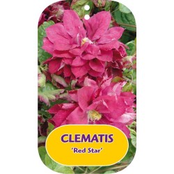 Clematis patens RED STAR