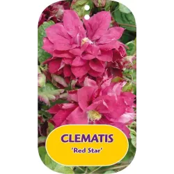 Plačiažiedė raganė - Clematis patens RED STAR
