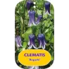 Įvairialapė raganė - Clematis diversifolia ROGUCHI