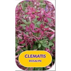 Mėlynžiedė raganė - Clematis viticella ROSALYN