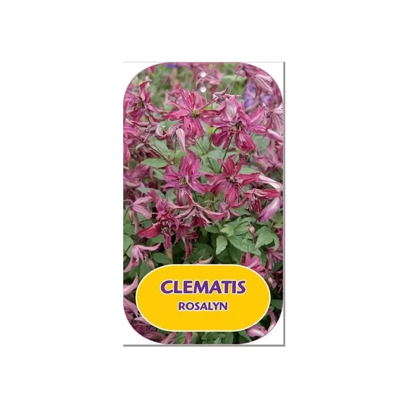 Mėlynžiedė raganė - Clematis viticella ROSALYN