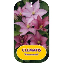 Clematis patens ROSAMUNDE