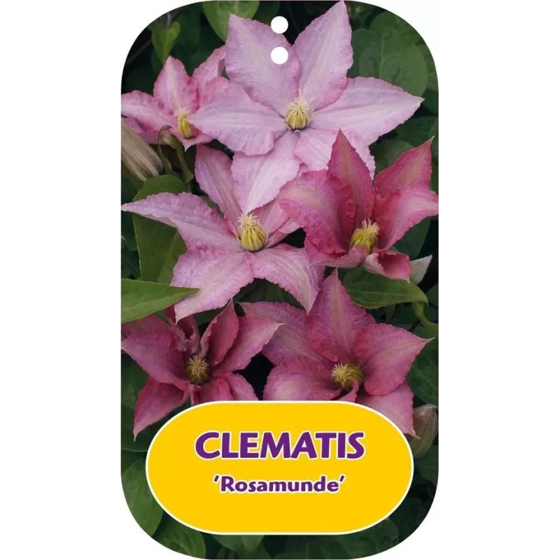 Clematis patens ROSAMUNDE