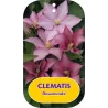 Clematis patens ROSAMUNDE