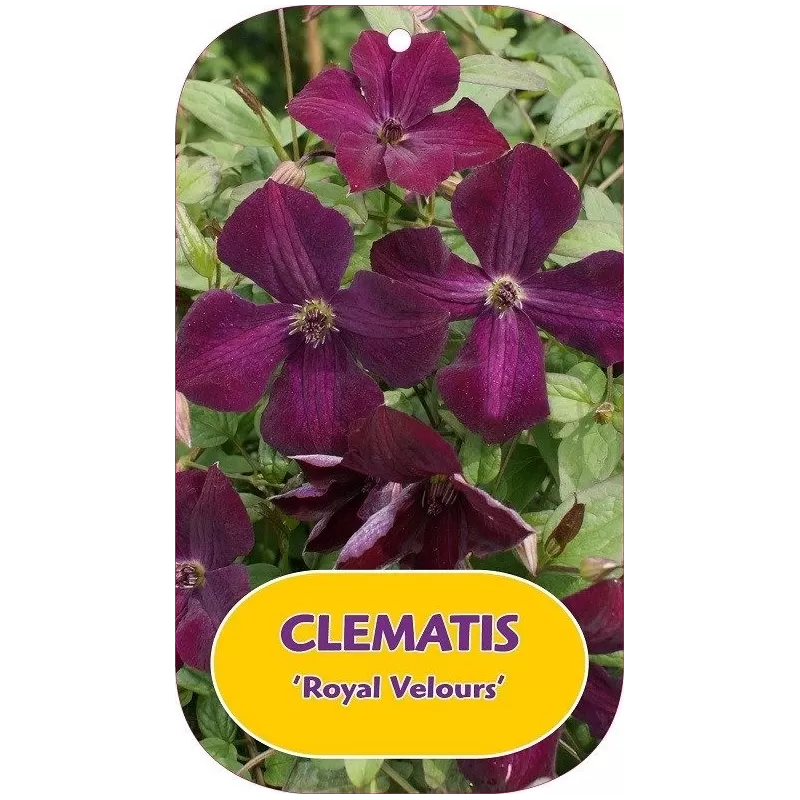 Clematis viticella ROYAL VELOURS