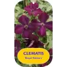 Clematis viticella ROYAL VELOURS