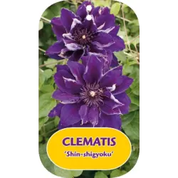 Plačiažiedė raganė - Clematis patens SHIN-SHIGYOKU
