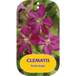 Mėlynžiedė raganė - Clematis Viticella grp rubra