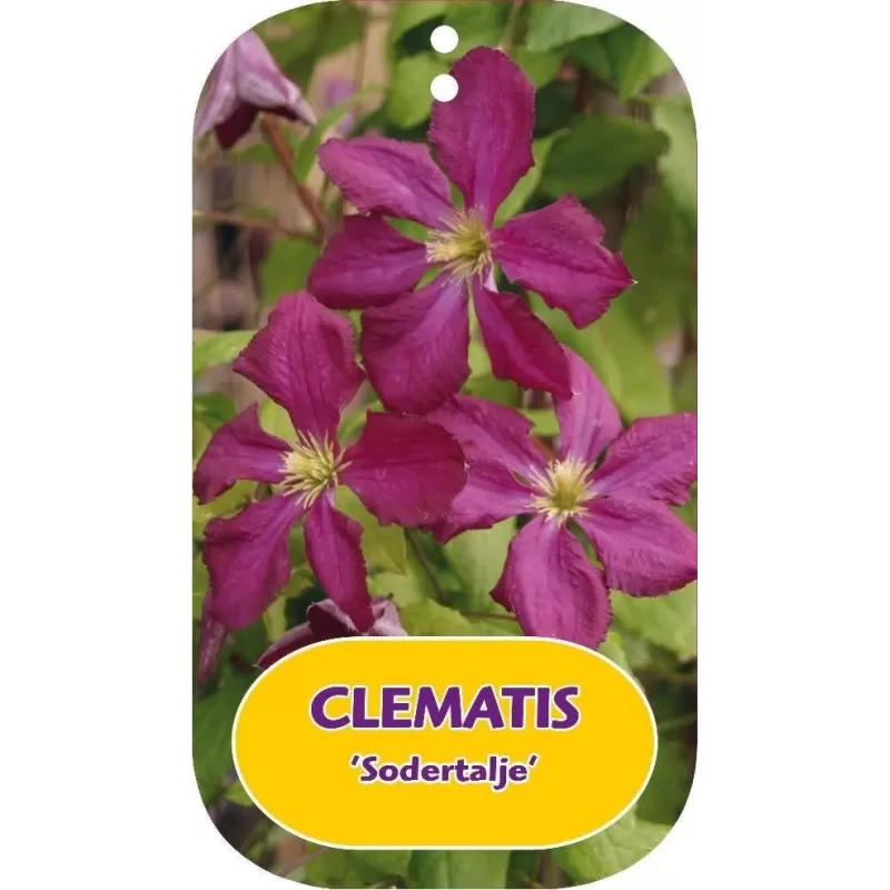 Mėlynžiedė raganė - Clematis viticella SODERTALJE