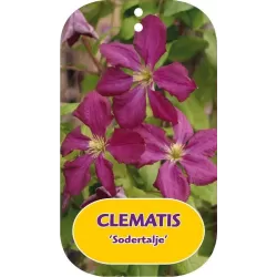 Clematis patens SO MANY RED FLWOERS