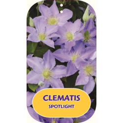 Plačiažiedė raganė - Clematis patens SPOTLIGHT