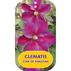 Puošnioji raganė - Clematis jackmanii STAR OF PAKISTAN