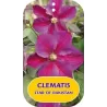 Clematis jackmanii STAR OF PAKISTAN