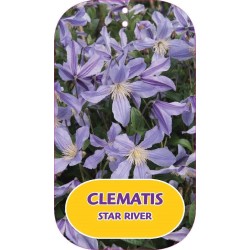 Įvairialapė raganė - Clematis diversifolia STAR RIVER