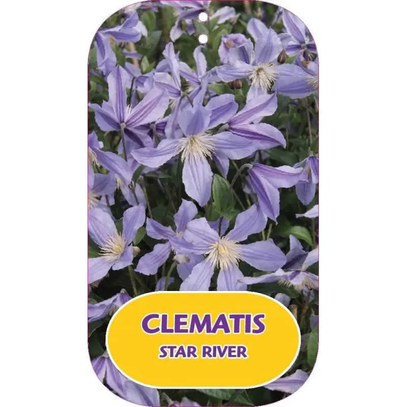Clematis diversifolia STAR RIVER