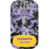 Įvairialapė raganė - Clematis diversifolia STAR RIVER