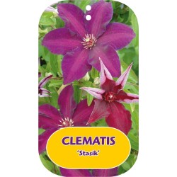 Plačiažiedė raganė - Clematis patens STASIK