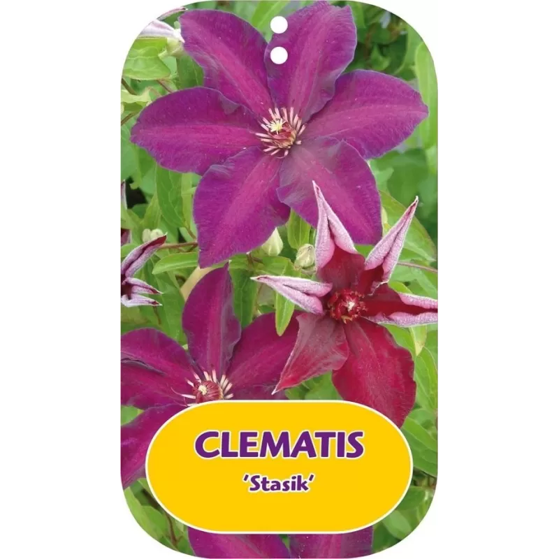 Plačiažiedė raganė - Clematis patens STASIK