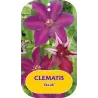 Plačiažiedė raganė - Clematis patens STASIK